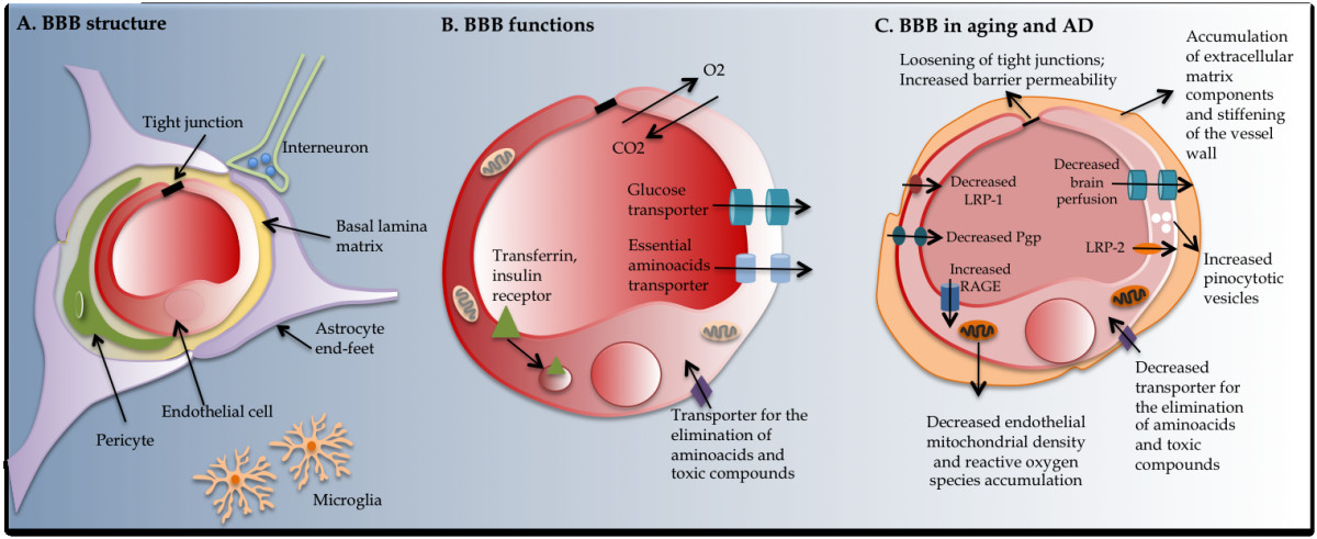 Blood Brain Barrier Dementia Alzheimer S Dr Blake Porter